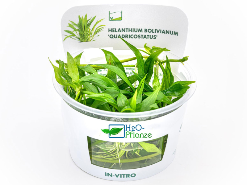 schmalblättrige Schwertpflanze - Helanthium bolivianum ´Quadricostatus´ in vitro